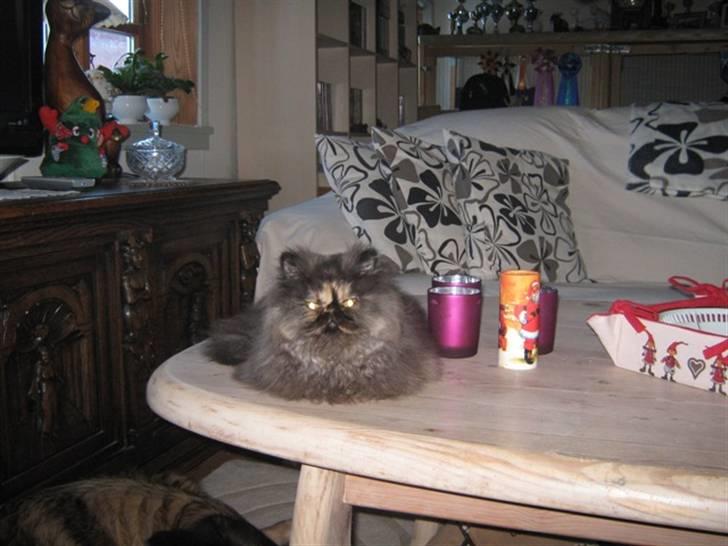 Perser Misty Brown Becky billede 5