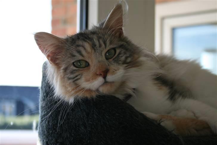 Maine Coon Tulle billede 6