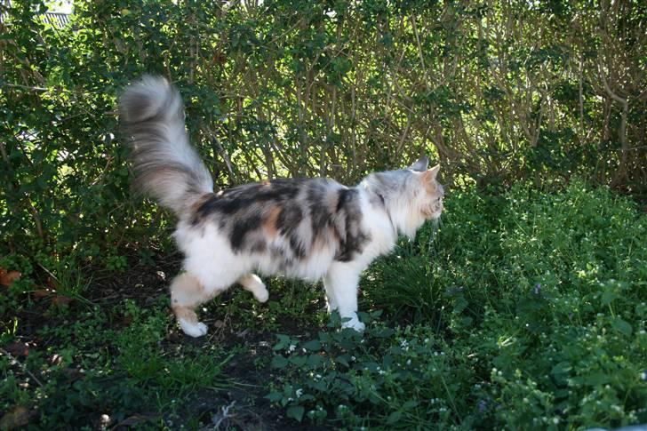 Maine Coon Tulle billede 7