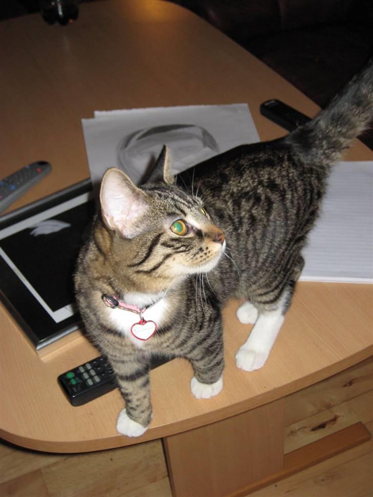 Huskat Chanel - Chanel der fræk og står på mors sofabord <3  billede 9