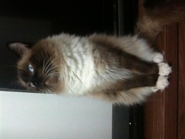 Ragdoll Simba billede 10