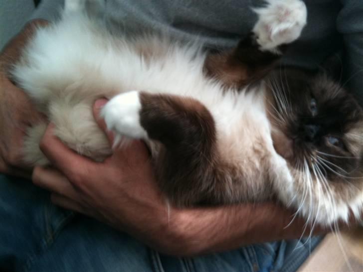 Ragdoll Simba billede 11