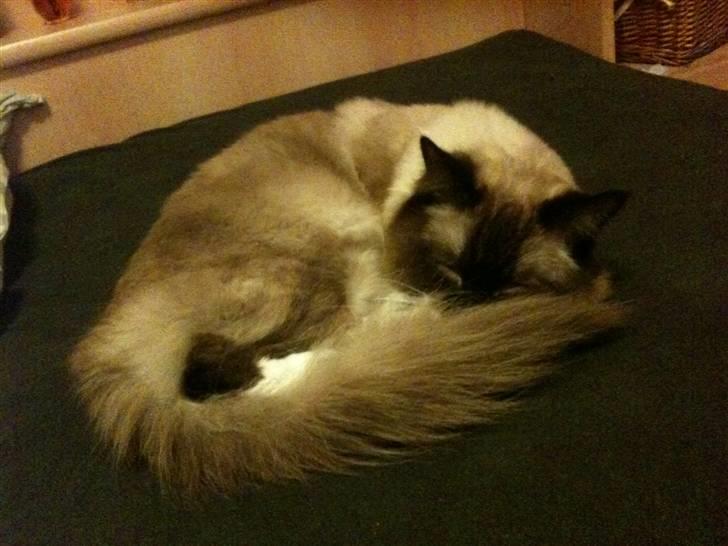 Ragdoll Simba billede 12