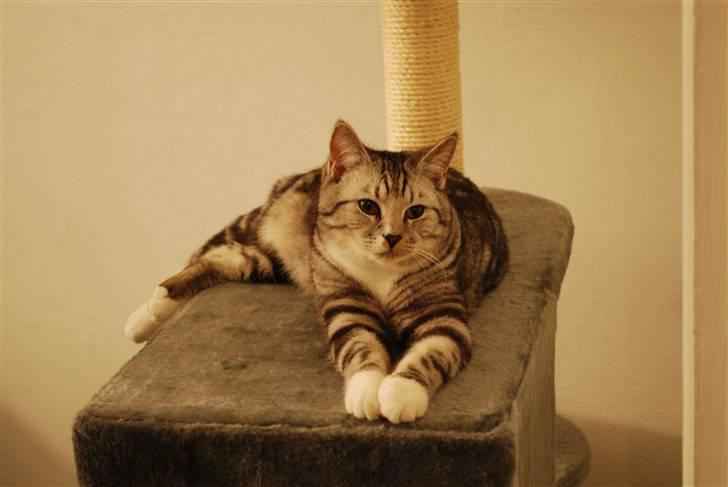 Huskat Colin billede 1