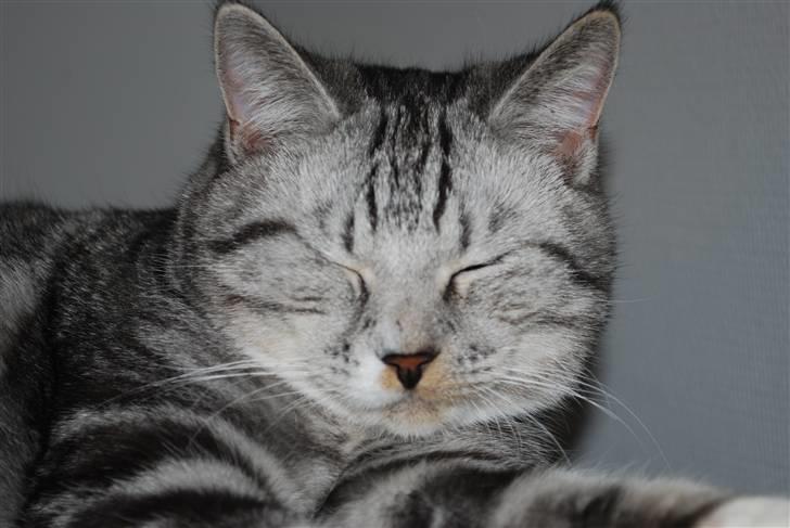 Huskat Colin billede 2