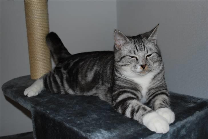 Huskat Colin billede 3