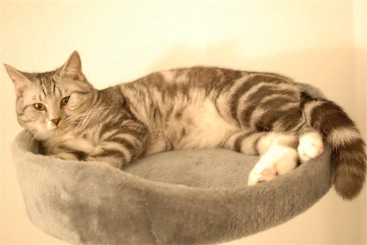 Huskat Colin billede 4