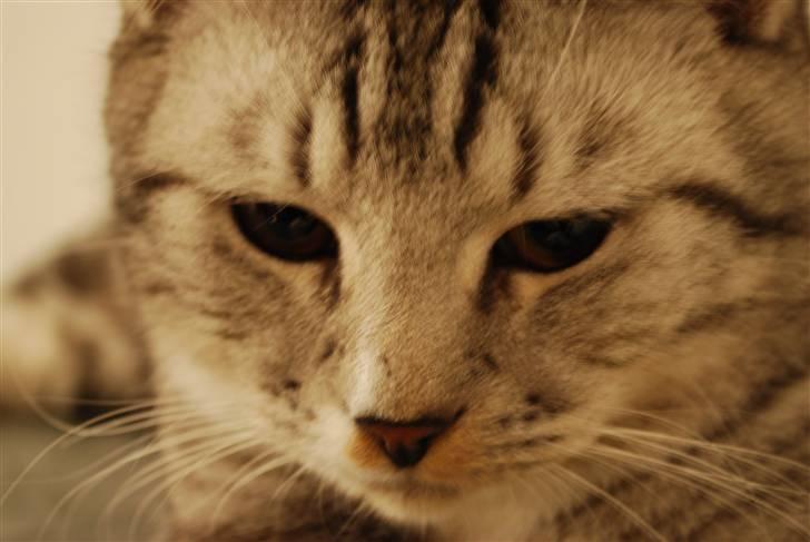 Huskat Colin billede 5