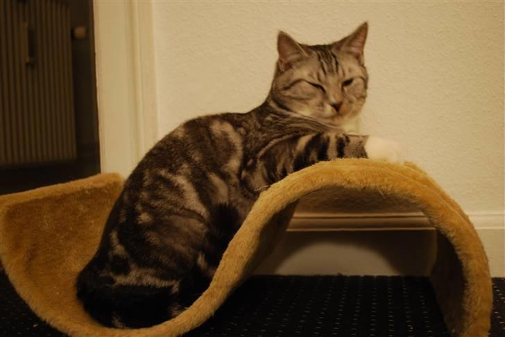 Huskat Colin billede 6