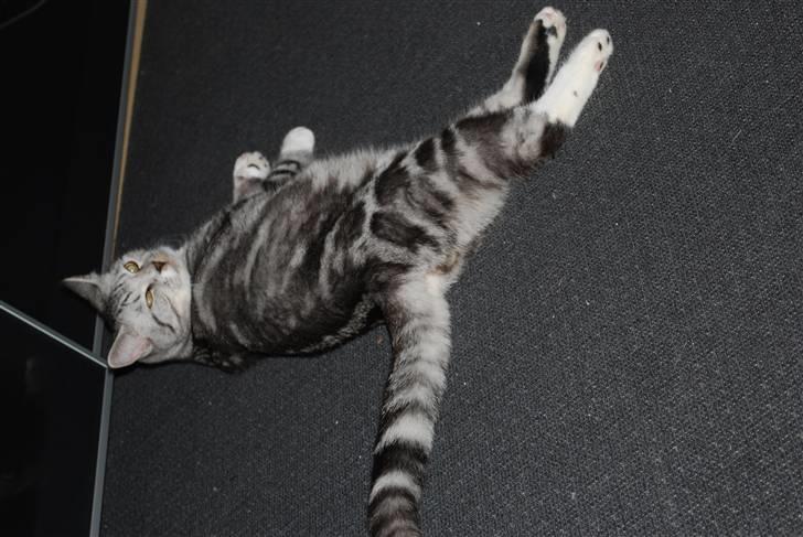 Huskat Colin billede 7