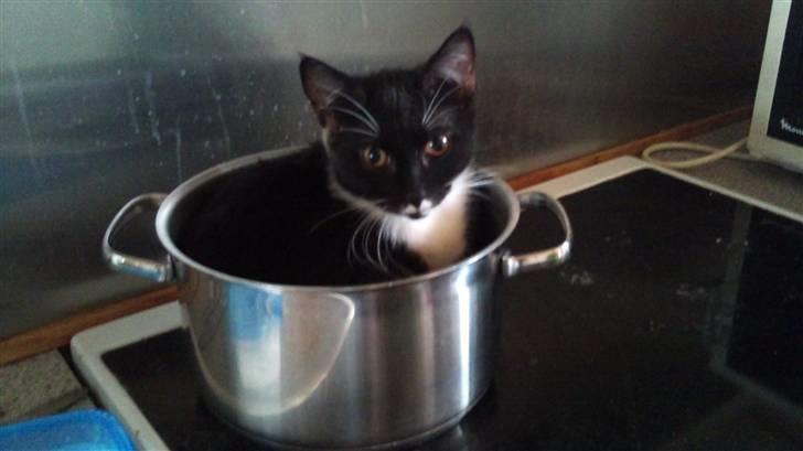 Huskat Cloie billede 1