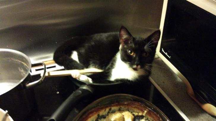 Huskat Cloie billede 2