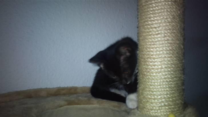 Huskat Cloie billede 3