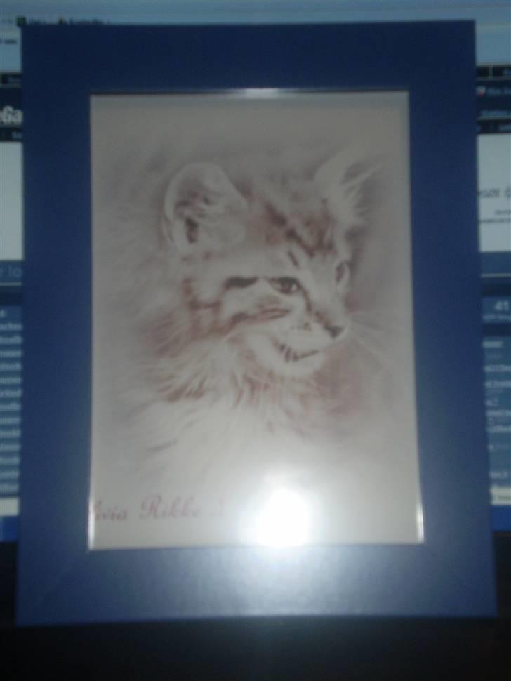 Maine Coon lykkekatte Olivia billede 16