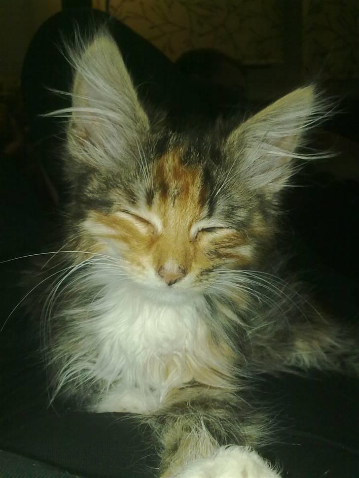 Blanding af racer Malou billede 1