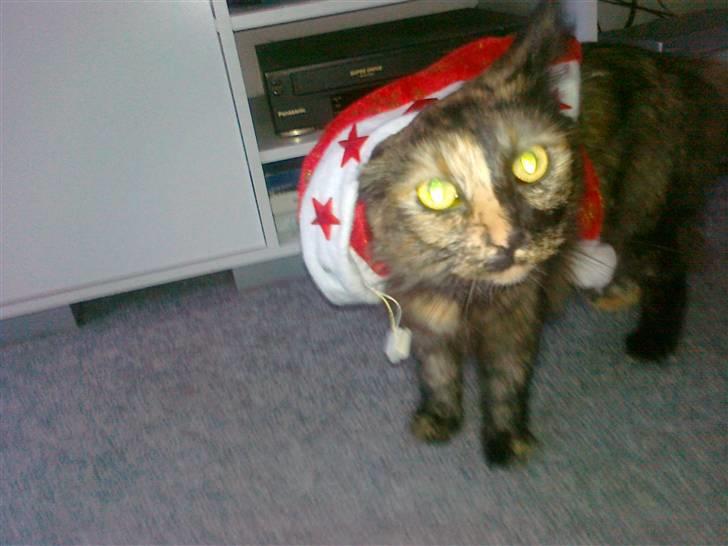Norsk Skovkat Pearl *SAVNES* - hehe, syntes lige pearl skulle være lidt med til at jule :D billede 10
