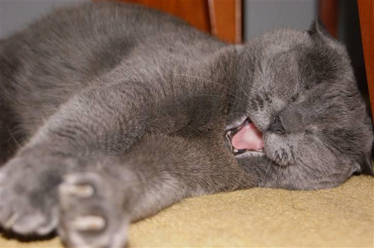 Blanding af racer Figi (Figaro)  billede 1