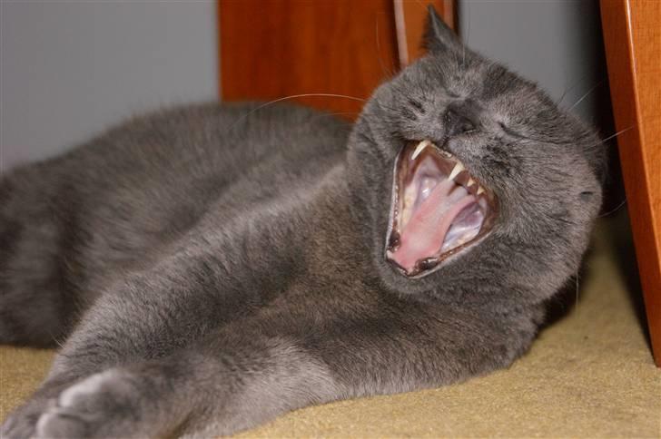 Blanding af racer Figi (Figaro)  billede 3