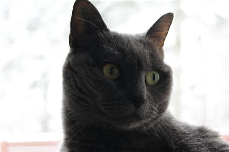 Blanding af racer Figi (Figaro)  billede 4