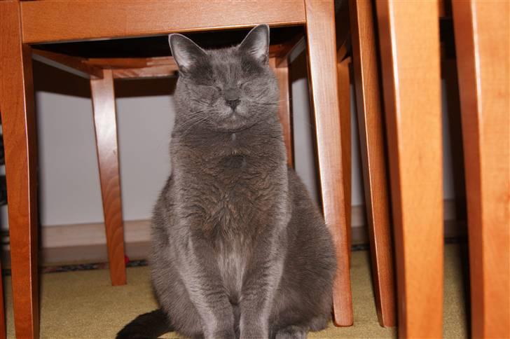 Blanding af racer Figi (Figaro)  billede 5