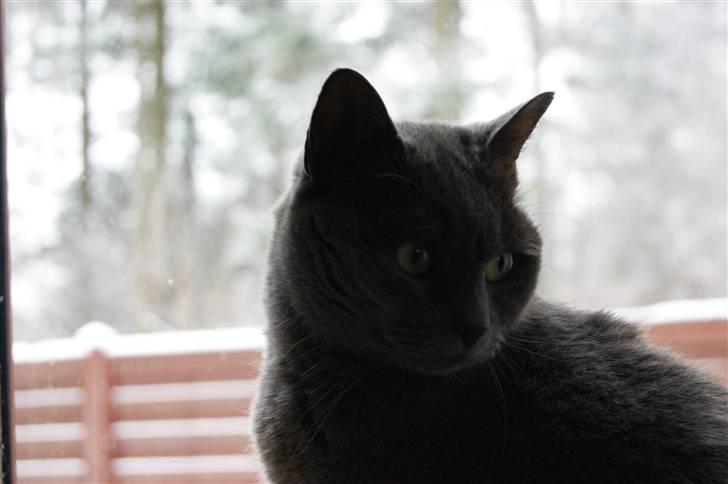 Blanding af racer Figi (Figaro)  billede 6