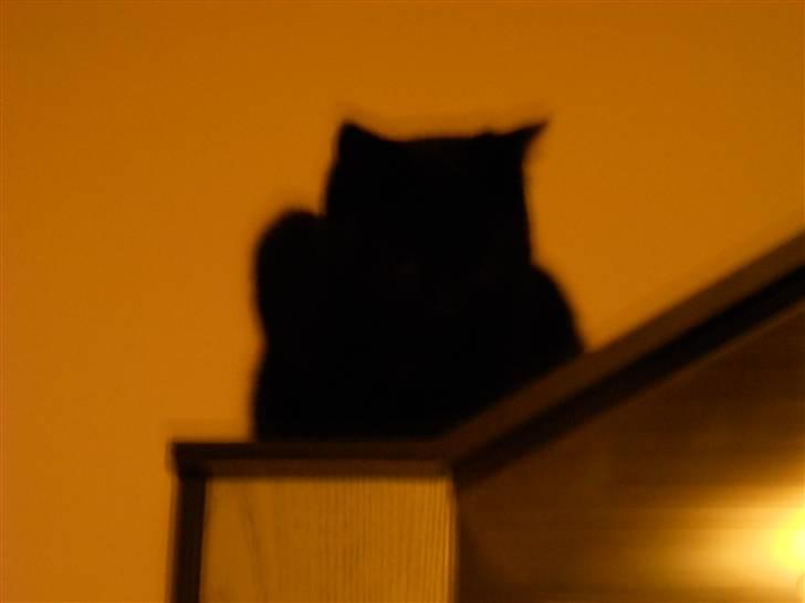 Huskat Bella<3<3<3 billede 9