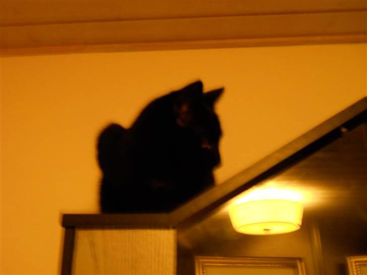 Huskat Bella<3<3<3 billede 10