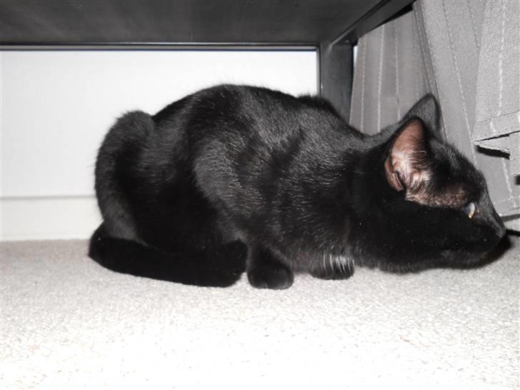 Huskat Bella<3<3<3 billede 11