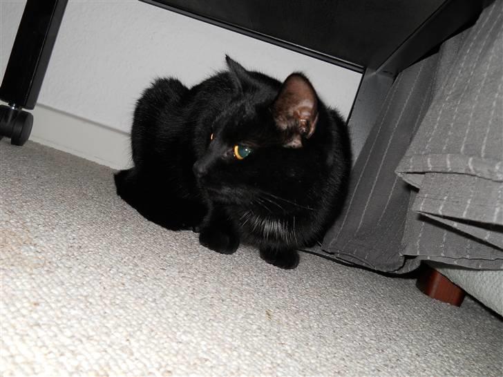 Huskat Bella<3<3<3 billede 12