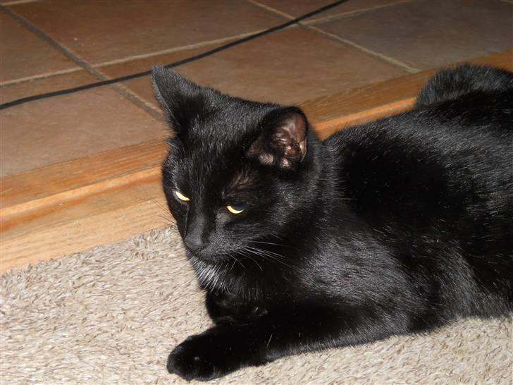 Huskat Bella<3<3<3 billede 13