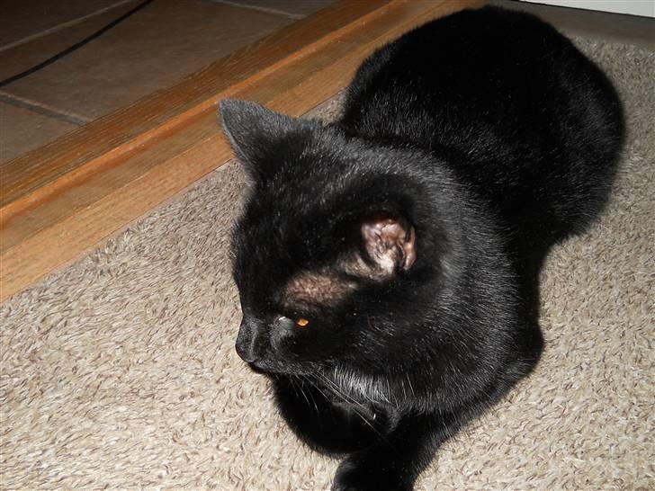 Huskat Bella<3<3<3 billede 14