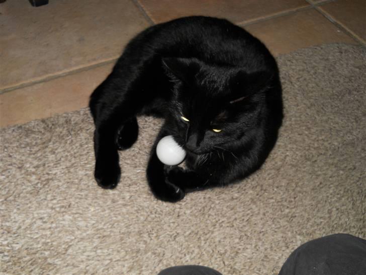 Huskat Bella<3<3<3 billede 15