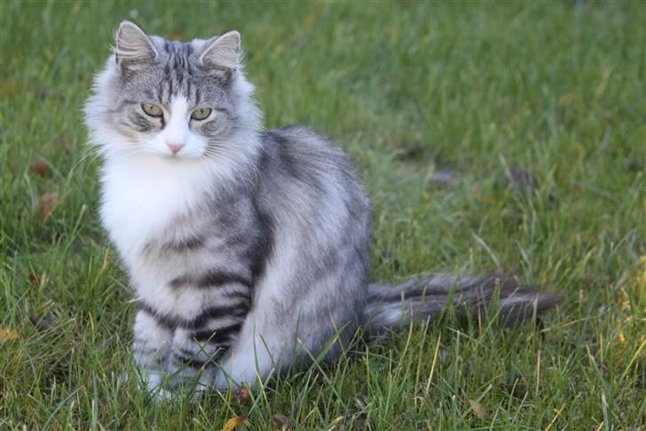 Norsk Skovkat Nova billede 3