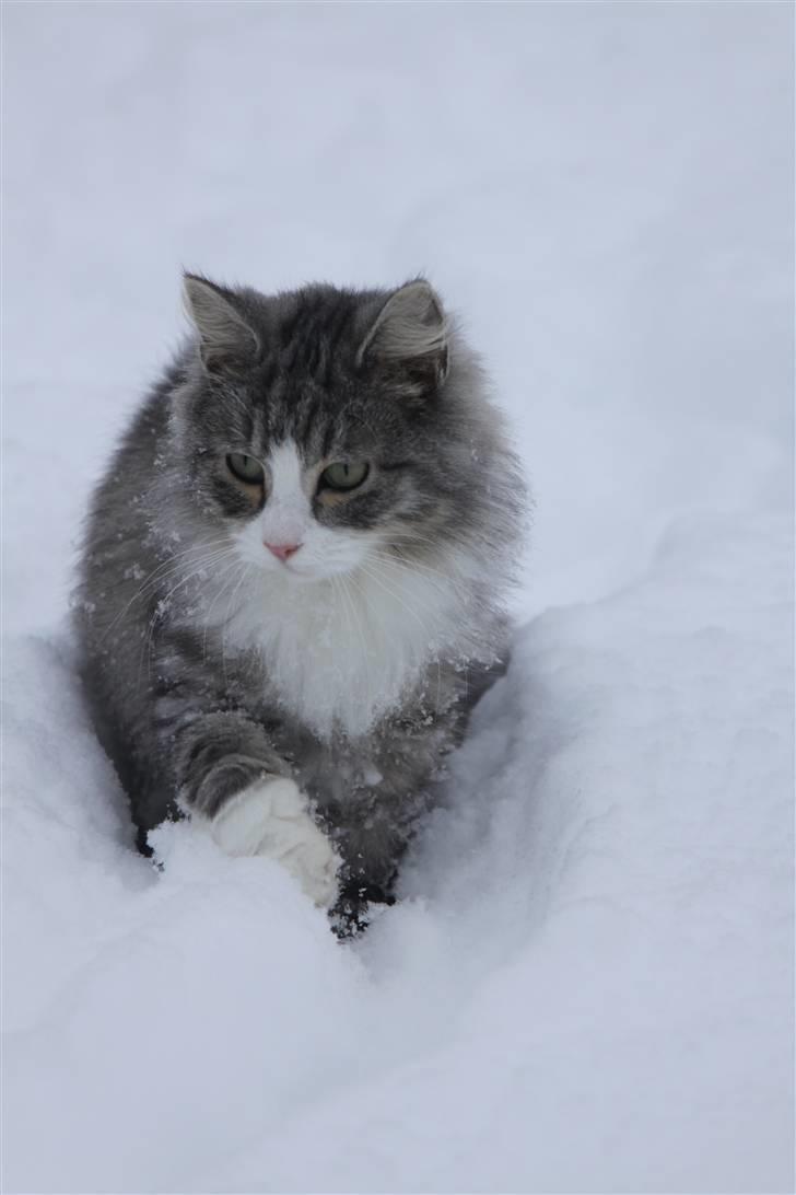 Norsk Skovkat Nova billede 4