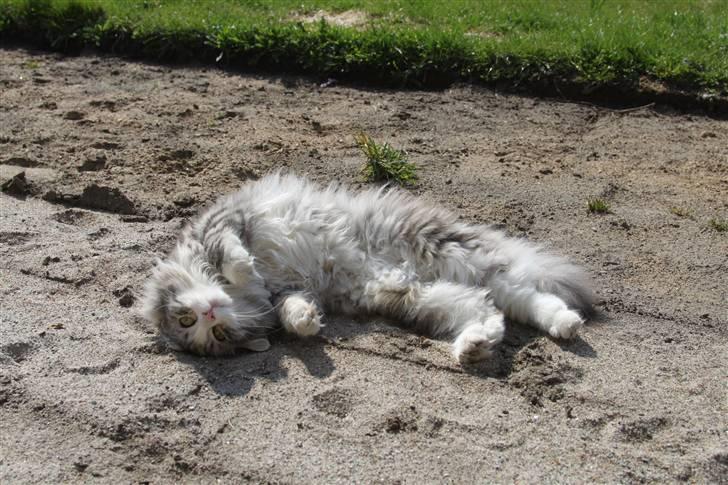 Norsk Skovkat Nova billede 5