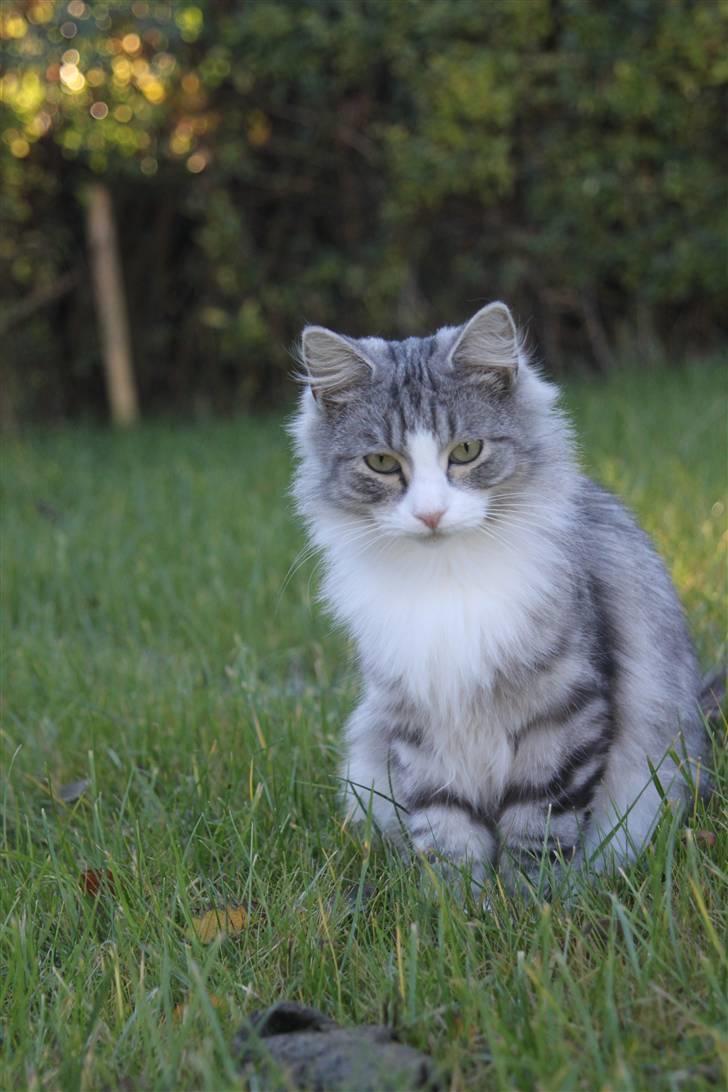 Norsk Skovkat Nova billede 6