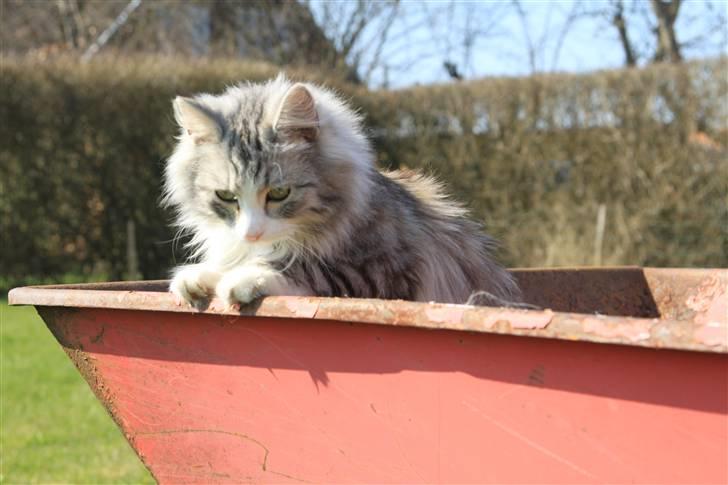 Norsk Skovkat Nova billede 7