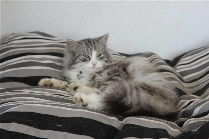 Norsk Skovkat Nova billede 8