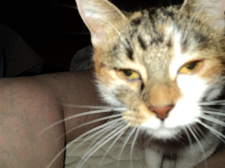 Huskat Fifi billede 15