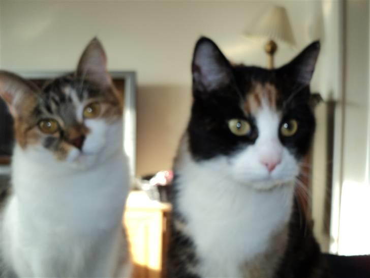 Huskat Fifi billede 16