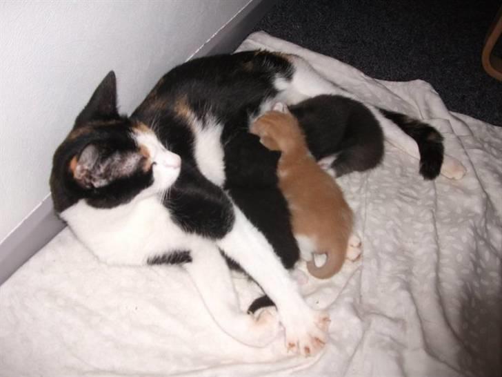 Huskat Anton billede 6