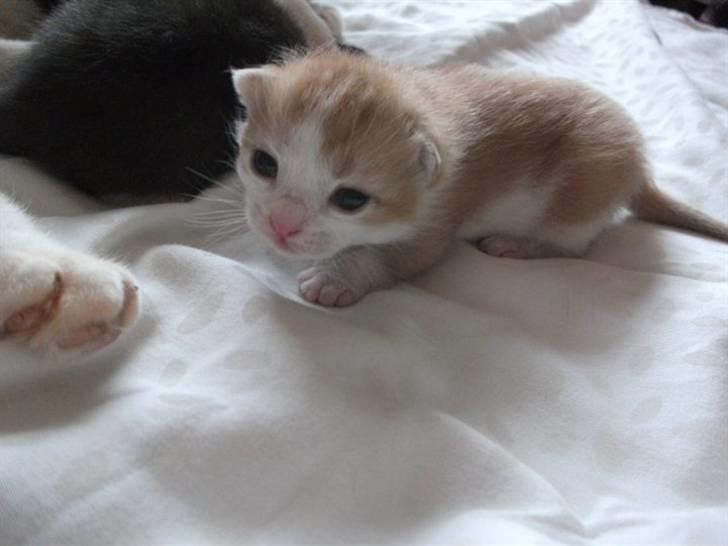 Huskat Anton - SE hvor smuk og nysgerrig hun er! :´) billede 7