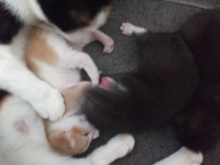 Huskat Anton - Vi slåsser.. billede 8