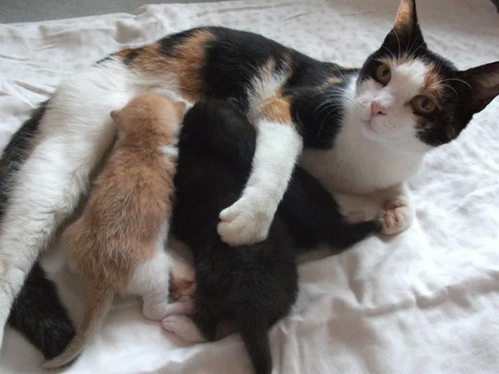 Huskat Anton - En kærlig missemor og hendes børn. Vistnok Frøknen (som jeg mistænker for at være en dreng..) som ligger ved siden af Lille My. billede 9