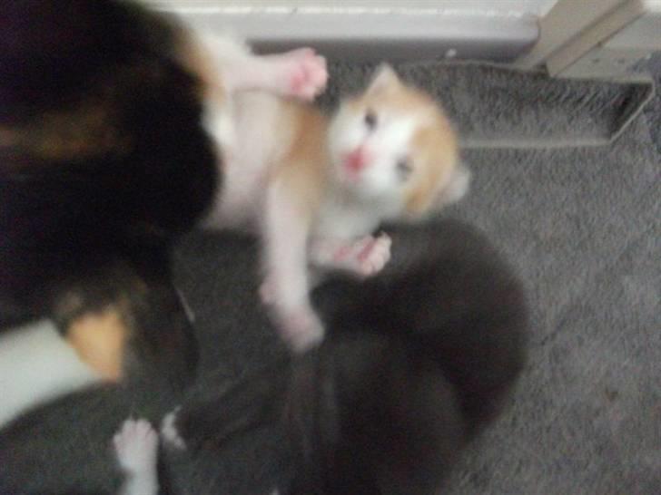 Huskat Anton - Vasketid! billede 10