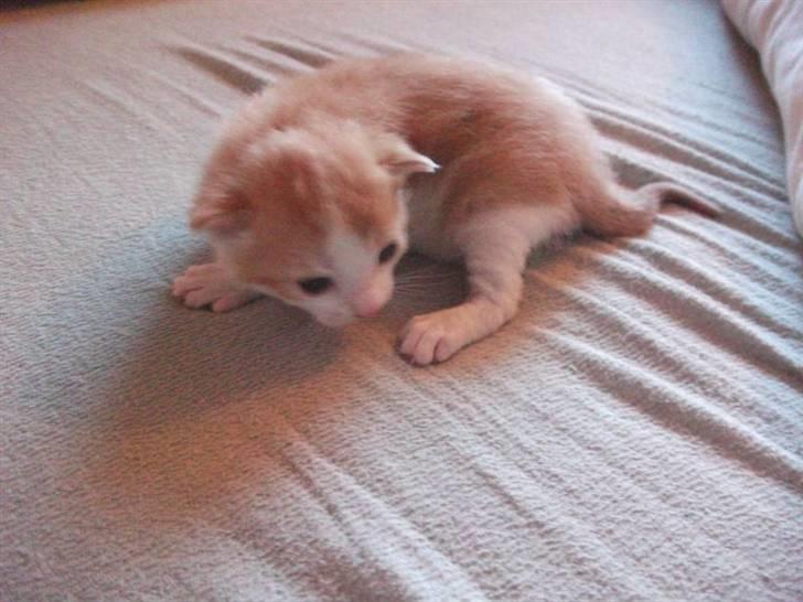 Huskat Anton billede 11