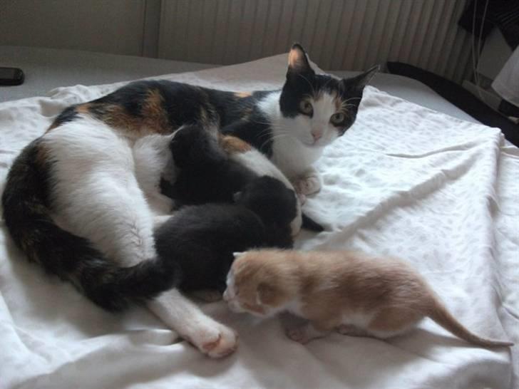 Huskat Anton - Altid på farten er hun :) Nysgerrige lille mis <3 billede 12