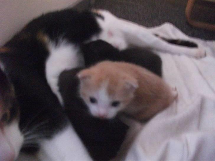 Huskat Anton - "Er det mig du tar´ billeder af?" synes hun at tænke :D billede 13