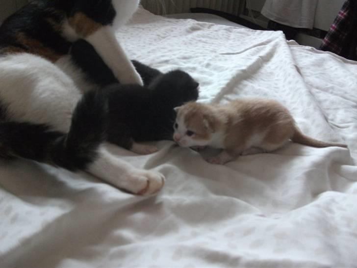 Huskat Anton billede 14