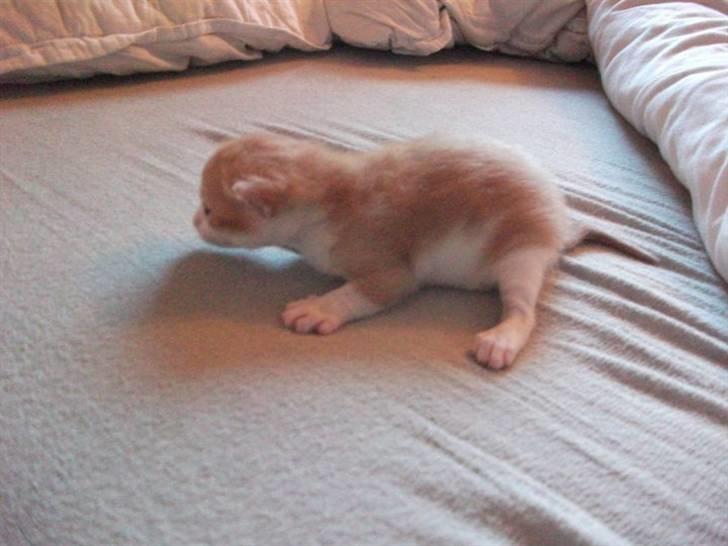 Huskat Anton - Her kan man se hendes aftegninger på siden og ben. :) billede 15